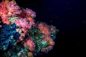 Alcyonarian Soft Coral wall underwater landscape panorama photo