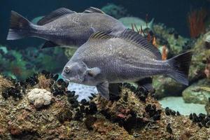 Black drum atlantic ocean fish underwater close up photo