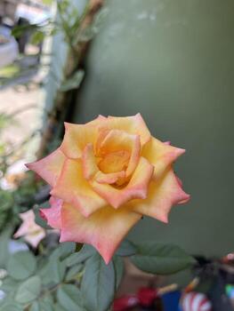 hermosa flor con dos colores foto