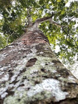 Long Tree Trunk Nature photo