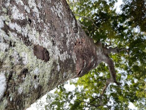 largo tronco de árbol naturaleza foto