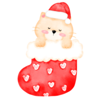 süße katze in weihnachtssocke png