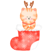 Cute cat in Christmas sock png