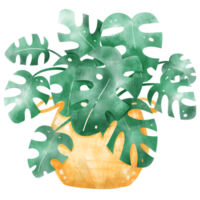 House plant watercolor png