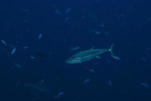 Yelllowfin tuna underwater with sharks in maldives photo