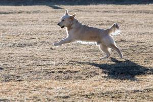 happy dog running to you and playing on grass photo