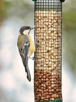 Great tit sitting in tree on a branch. Wild animal foraging for food. Animal shot photo