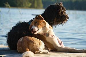 amantes de los perros tumbados en un embarcadero y mirando el lago en suecia. garabato dorado y mezcla foto