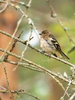 Chaffinch young on a branch in the forest. Brown, gray, green plumage. Songbird photo