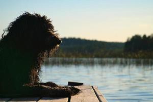 perro goldendoodle acostado en un embarcadero y mirando un lago en suecia. foto de animales