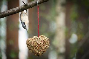 trepador azul, observado en un corazón alimentador alimentándose en el bosque. pequeño pájaro blanco gris foto