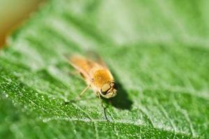 Hair rings fly on a green leaf. Sunshine on the insect. Macro shot photo