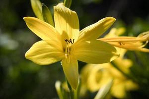 gorgeous yellow lily with beautiful bokeh. Green leaves complete the color harmony photo