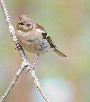 Chaffinch young on a branch in the forest. Brown, gray, green plumage. Songbird photo