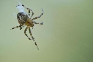 araña cruzada arrastrándose sobre un hilo de araña. susto de halloween un cazador útil entre foto