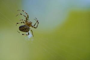 araña cruzada arrastrándose sobre un hilo de araña. susto de halloween un cazador útil entre foto