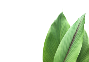 Isolated turmeric leaf with clipping paths. png