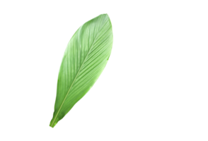 Isolated turmeric leaf with clipping paths. png