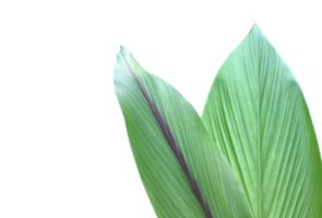 Isolated turmeric leaf with clipping paths. png