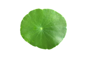 Isolated gotu kola, asiatic pennywort, centella asiatica, ayurveda leaf with clipping paths. png