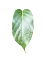 Isolated gurmar or gymnema inodorum dencne leaf with clipping paths. png