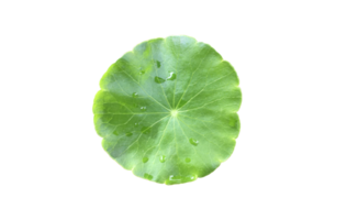 gotu kola aislado, pennywort asiático, centella asiatica, hoja de ayurveda con caminos de recorte. png