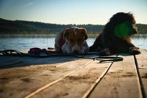 amantes de los perros tumbados en un embarcadero y mirando el lago en suecia. garabato dorado y mezcla foto