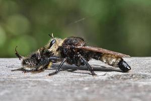 Yellow murder fly or yellow robber fly with a bumblebee as prey. Insect is sucked photo