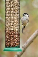 Great tit sitting in tree on a branch. Wild animal foraging for food. Animal shot photo