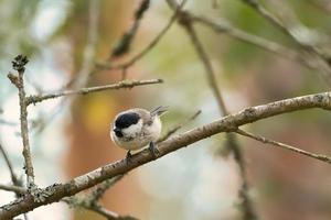 Great tit sitting in tree on a branch. Wild animal foraging for food. Animal shot photo