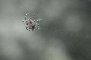 Cross spider crawling on a spider thread. Halloween fright. A useful hunter among photo