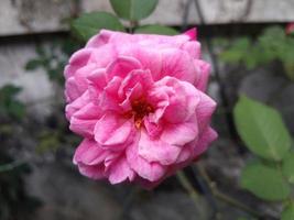 pink rose petal blooms on a  garden. This photo can be used for anything related to gardening, nursery, backyard, nature, greenery, beauty.