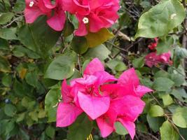 flor de buganvilla exuberante que florece en el jardín, esta foto se puede utilizar para cualquier cosa relacionada con la naturaleza, la jardinería, la vegetación, la frescura, el medio ambiente