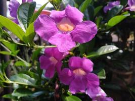 flor de bignonia púrpura exuberante que florece en el jardín, esta foto se puede usar para cualquier cosa relacionada con la naturaleza, la jardinería, la vegetación, la frescura y el medio ambiente