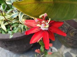 flor de pasión roja exuberante, pasiflora vitifolia floreciendo en el jardín, esta foto se puede usar para cualquier cosa relacionada con la naturaleza, la jardinería, la vegetación, la frescura, el medio ambiente