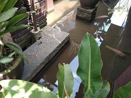 fish pond with trees surrounding. Can be used for anything related to nature, environment, ecology photo