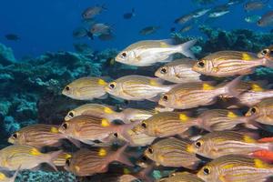 Maldives corals house for Fishes photo