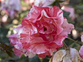 Rare rose flower at cultivation garden species Grimaldi photo