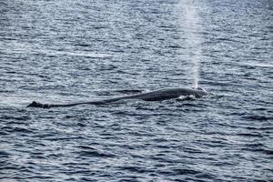 Fin whale damaged in ship collision propeller sign on body photo