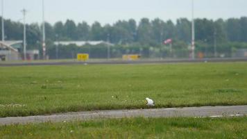 mås vid landningsbanan. rackfokus. flygplatsen i amsterdam, holland video