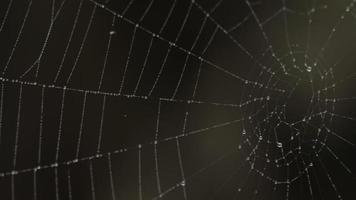 Close up view of spider web coverd with drops of moist video