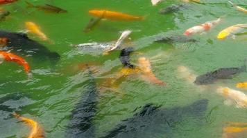peixes koi e carpa prateada na lagoa. koi nishikigoi, são formas coloridas de carpa amur, carpa prateada ou hypophthalmichthys é um gênero de peixes grandes ciprinídeos video