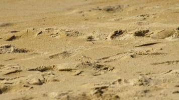 um caranguejo fantasma cavando areia para fazer um buraco na praia video