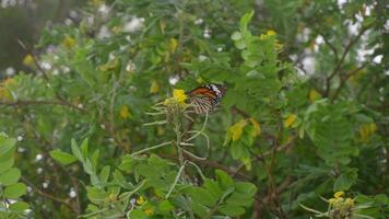 monark fjäril danaus plexippus på gul akacia blomma video