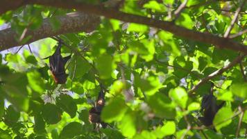 Three Lyle's flying fox Pteropus lylei hangs on a tree branch, slow motion video
