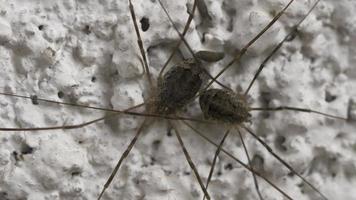 araña opiliones daddy longlegs. Los opiliones son un orden de arácnidos comúnmente conocidos como segadores. insecto araña, macro video