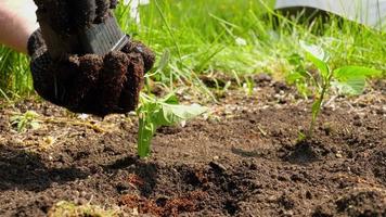 Seedling of garden plants in soil in open ground. Spring planting in the vegetable garden video