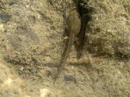 tadpole frog in a creek photo