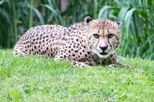 Cheeta Jaguar eyes portrait looking at you photo