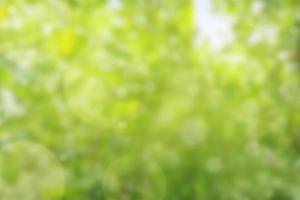 blurry green tree for text input make a background image photo